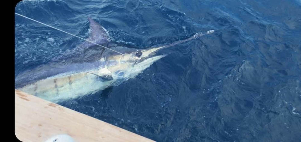 Blue Marlin Fishing Charter